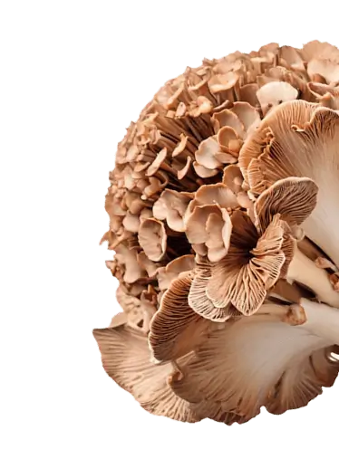 Maitake
