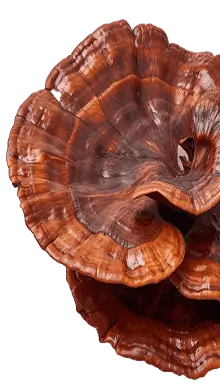 Reishi